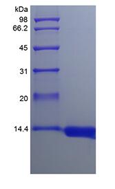 Recombinant Rhesus Macaque Granulocyte-Macrophage Colony Stimulating Factor