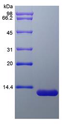 Recombinant Rat Eotaxin-2/CCL24