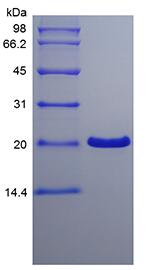 Recombinant Human Trefoil Factor 1