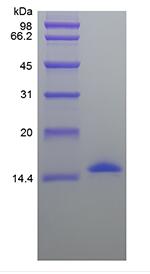 Recombinant Porcine Interleukin-2