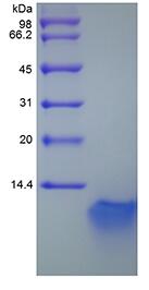 Recombinant Murine Beta-defensin 3