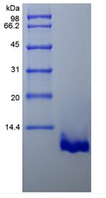 Recombinant Murine Macrophage-Derived Chemokine/CCL22