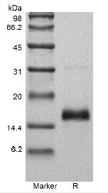 Recombinant Murine Vascular Endothelial Growth Factor 120