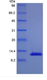 Recombinant Human Interleukin-13, Variant