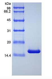 Recombinant Human Tumor Necrosis Factor-alpha/TNFSF2, Variant