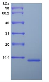 Recombinant Murine Migration Inhibitor Factor