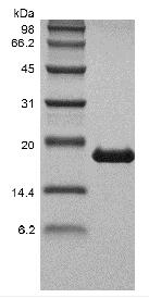 Recombinant Human Tumor Necrosis Factor-beta/TNFSF1