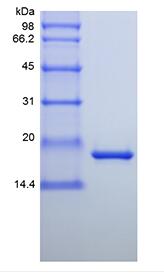 Recombinant Murine Interleukin-11