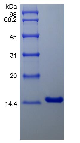 Recombinant Human Interleukin-4