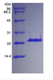 Recombinant Human Insulin-like Growth Factor-Binding Protein 3