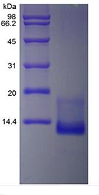 Recombinant Murine Eotaxin/CCL11