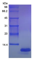 Recombinant Rat Fractalkine/CX3CL1