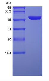 Protein A/G