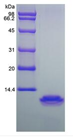 Recombinant Human Macrophage Inflammatory Protein-4/CCL18