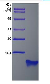 Recombinant Rat Beta-defensin 4