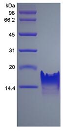 Recombinant Human I-TAC/CXCL11