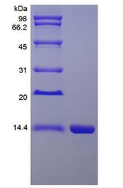 Recombinant Rhesus Macaque Interleukin-16