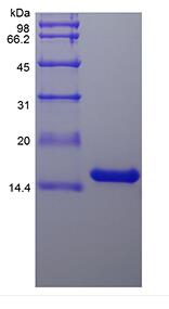 Recombinant Rat Interleukin-22