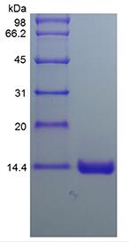 Recombinant Human Otoraplin