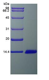 Recombinant Rat Monocyte Chemoattractant Protein 3/CCL7