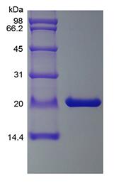 Recombinant Murine Ciliary Neurotrophic Factor