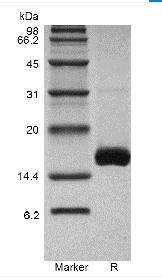 Recombinant Human Interferon-alpha2c, Yeast