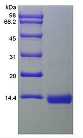 Recombinant Human Bone Morphogenetic Protein 4