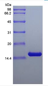 Recombinant Murine Interleukin-7