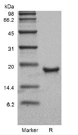 Recombinant Murine Thrombopoietin