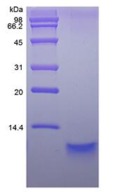 Recombinant Human Neuregulin 1-beta2 EGF-like Domain