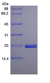Recombinant Rat Leukemia Inhibitory Factor