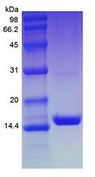Recombinant Human Mucosae-associated Epithelial Chemokine/CCL28