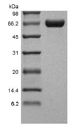 Recombinant Human Erythropoietin alpha Fc