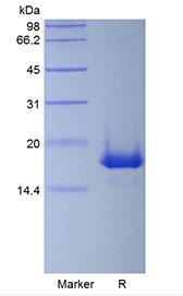 Recombinant Murine Interleukin-19