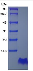 Recombinant Human Proinsulin C-Peptide Analogue