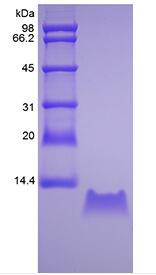 Recombinant Human Growth Regulated Protein-gamma/CXCL3