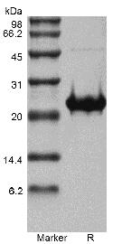 Recombinant Human Fibroblast Growth Factor 17