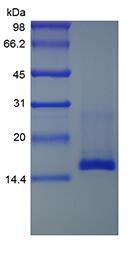 Recombinant Murine Mucosae-associated Epithelial Chemokine/CCL28