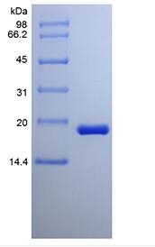 Recombinant Rat Cerebral Dopamine Neurotrophic Factor