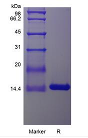 Recombinant Rhesus Macaque Interleukin-3