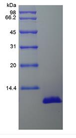 Recombinant Porcine Interleukin-8/CXCL8