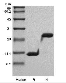Recombinant Rhesus Macaque Interleukin-5