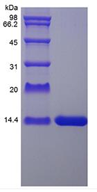 Recombinant Rat Interleukin-2