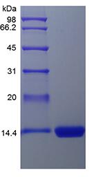 Recombinant Human Granulocyte-Macrophage Colony Stimulating Factor
