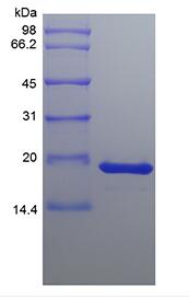 Recombinant Human Fibroblast Growth Factor 4