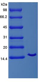 Recombinant Equine Interleukin-2 Cys141Ser