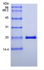 Recombinant Murine Interferon-lambda2/Interleukin-28A