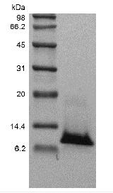 Recombinant Human Interleukin-8, 77a.a./CXCL8