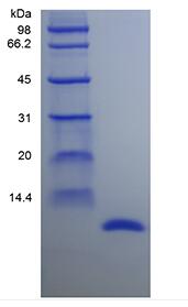Recombinant Rat Migration Inhibitor Factor