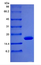 Recombinant Rhesus Macaque Granulocyte Colony Stimulating Factor